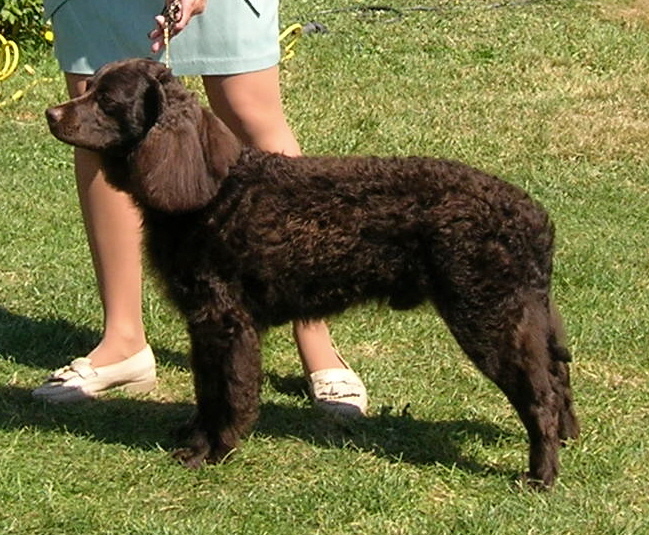 Chien_d'eau_americain_champion_1